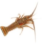 Langouste